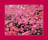 amaryl image drugs images amaryl image drugs images