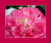 januvia image drugs images januvia image drugs images