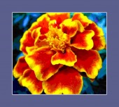 v Fend image drugs images v Fend image drugs images